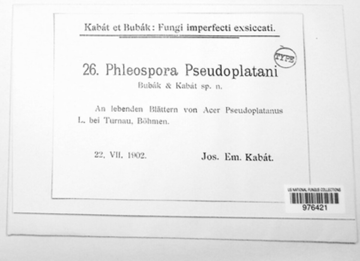 Phloeospora pseudoplatani image